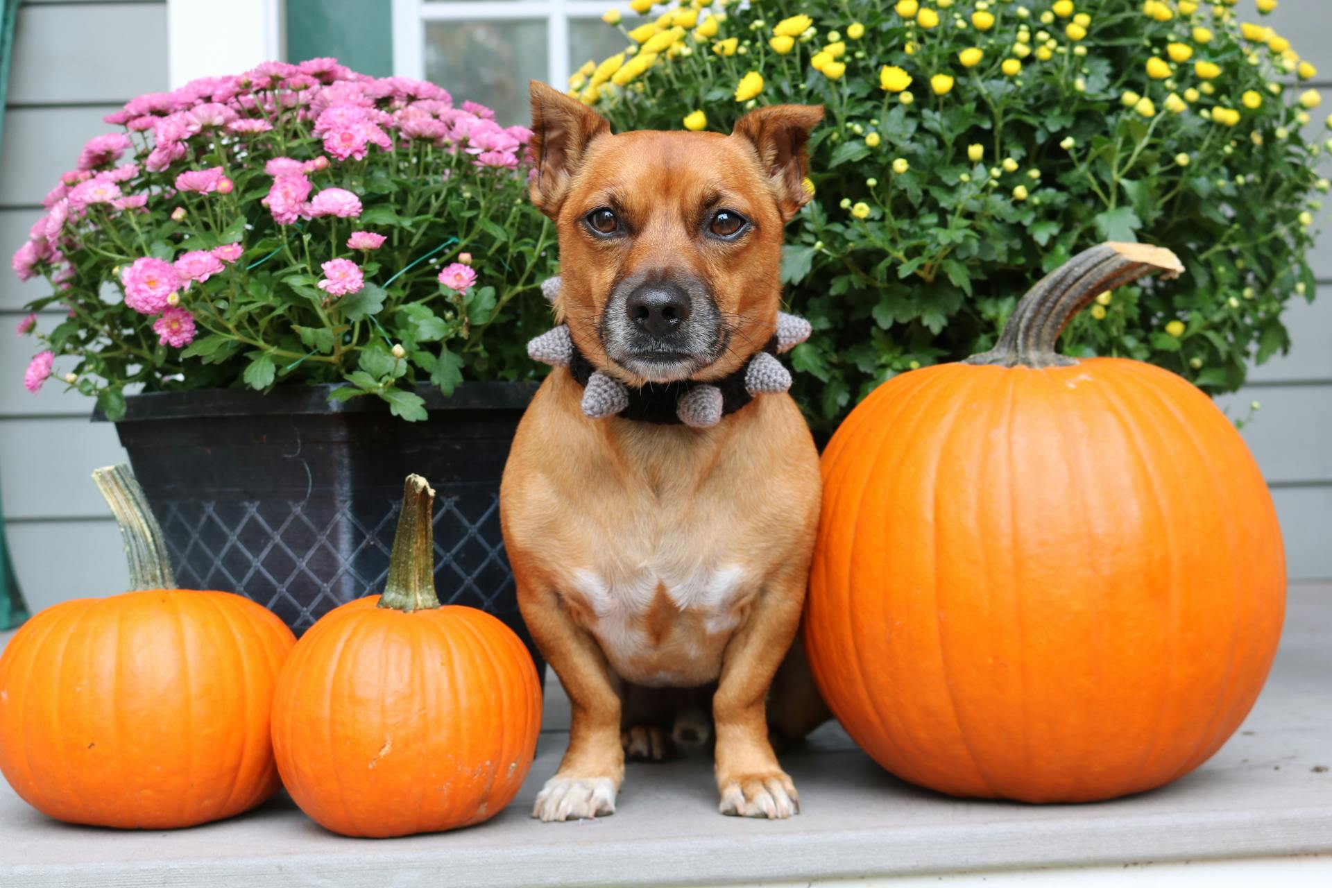 Crochet Spiked Dog Collar Zoo Snoods